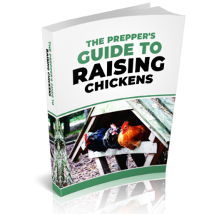 The Prepper’s Guide to Raising Chickens for Survival